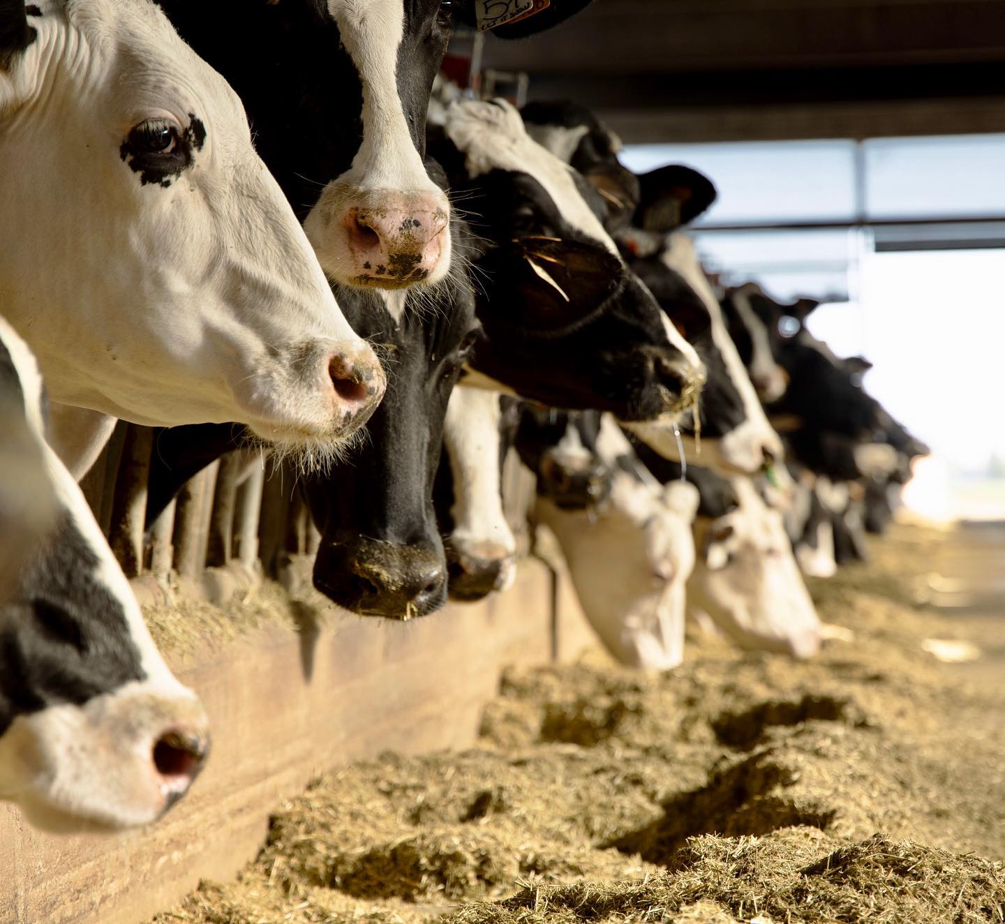 Cattle at Santa Lucia Farm